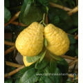 Natural High Quality Citron Fruit